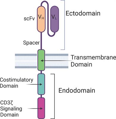Cytokine release syndrome and cancer immunotherapies – historical challenges and promising futures